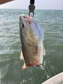 Tax man got him! SHARK!