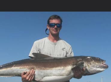 GIANT COBIA!!