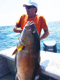 Panama Amberjack