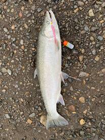 Tillamook Report Photo 2