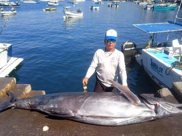 550 POUNDS BIG BLUE