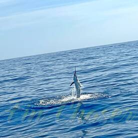 Fin Chaser gets down to business.