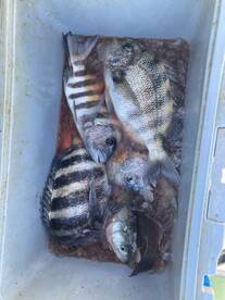 Port Canaveral Report Photo 2