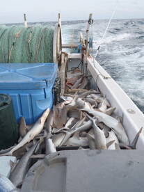 Hatteras Report Photo 1