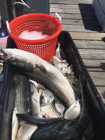 Time to hit the filet table.