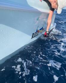 Sailfish season