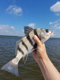 Charleston Report Photo 2