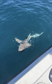 Port Orange Report Photo 1
