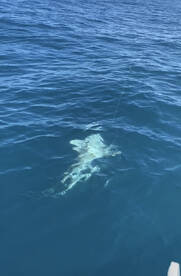 Port Orange Report Photo 2