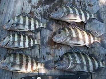 the inshore fishing is heating up 