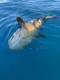 New Smyrna Beach Report Photo 2