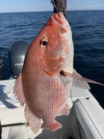 Niceville Report Photo 1