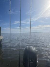 Spring break bull red run 