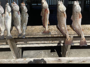 Galveston Report Photo 1