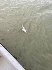 Galveston Report Photo 2