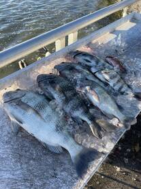 Wintertime sheapshead bite! 