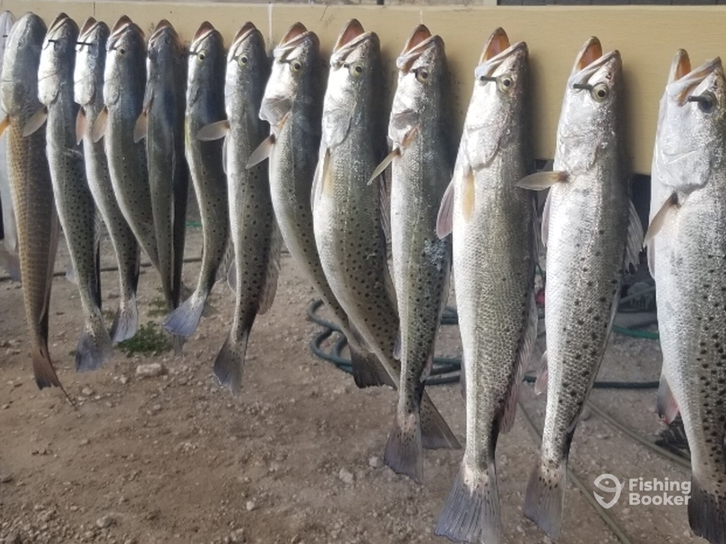 Limited out on the sea trout!