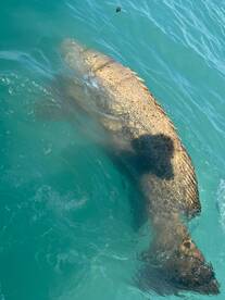 Islamorada Report Photo 2