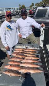 Mangrove snapper are on fire