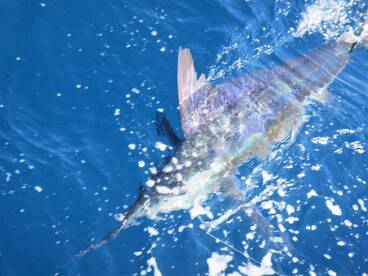 Cabo San Lucas Report Photo 2