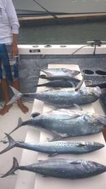 African pampano are back in pv 