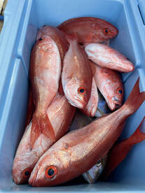 Great week of bites!