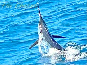 1 for 2 on Marlin! lots of action catchi