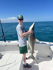 Sharks!