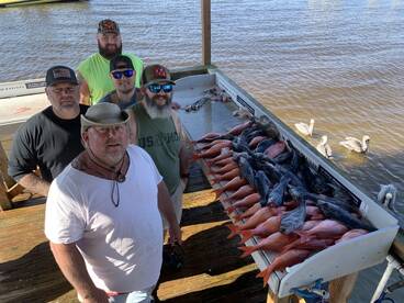 Vermillion snapper(B-Liners) & Seabass a