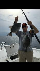 Grey triggerfish open up March 1st