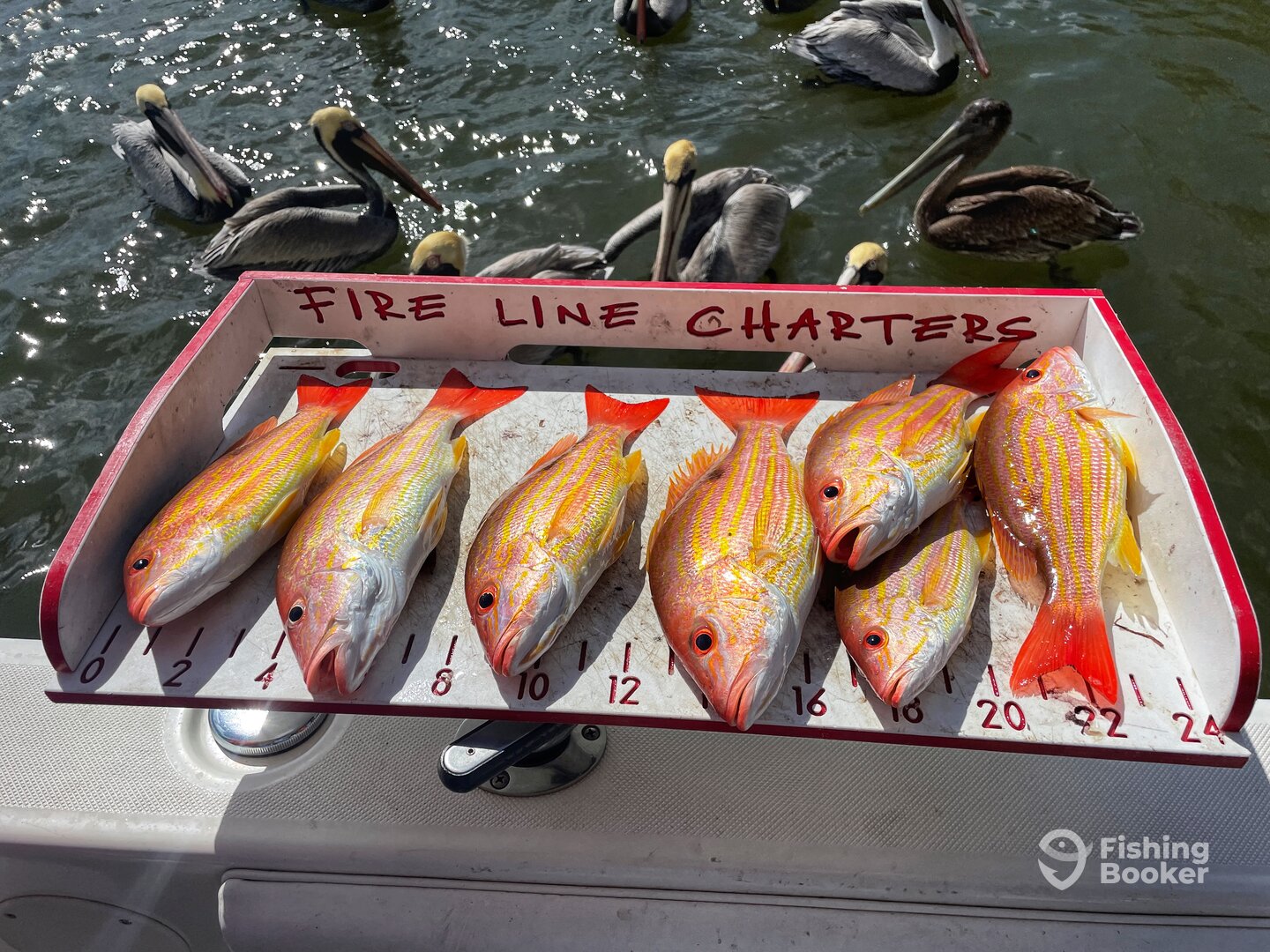 Lane Snapper on a 6 hour trip.