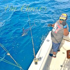 Striped Marlin