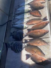 Snapper,sheepshead,bluefish 