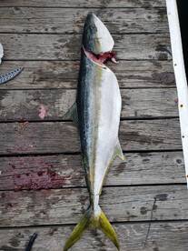 Yellowtail close by!