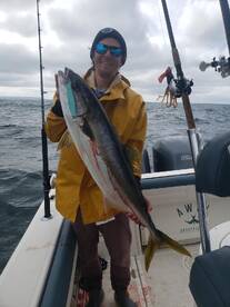 Big Local Yellowtail are Biting!