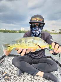 Peacock bass frenzyyy 