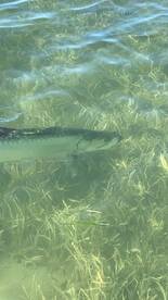 Tarpon Season is here