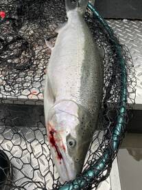 Winter and spring steelheading