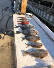 Living Right Fishing Charters