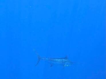 Quepos Report Photo 1