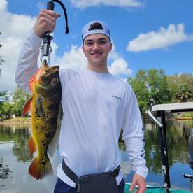 Peacock bass are cooperative 
