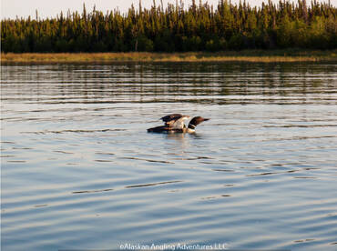 Cooper Landing Report Photo 1