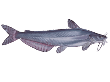 Early February Trip: 