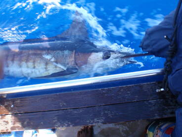 Inhaca Report Photo 4