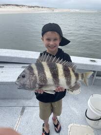 sheepshead are here