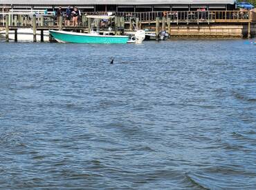 Dolphin