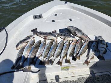 Galveston Report Photo 1