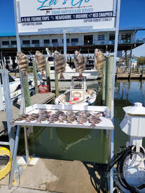 Sheepshead Fishing Report