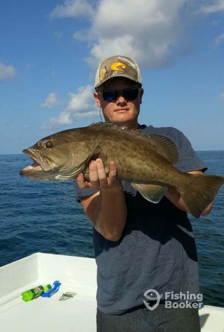 Gag Grouper