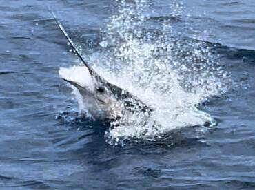 Summer Fishing at its Best..!!!